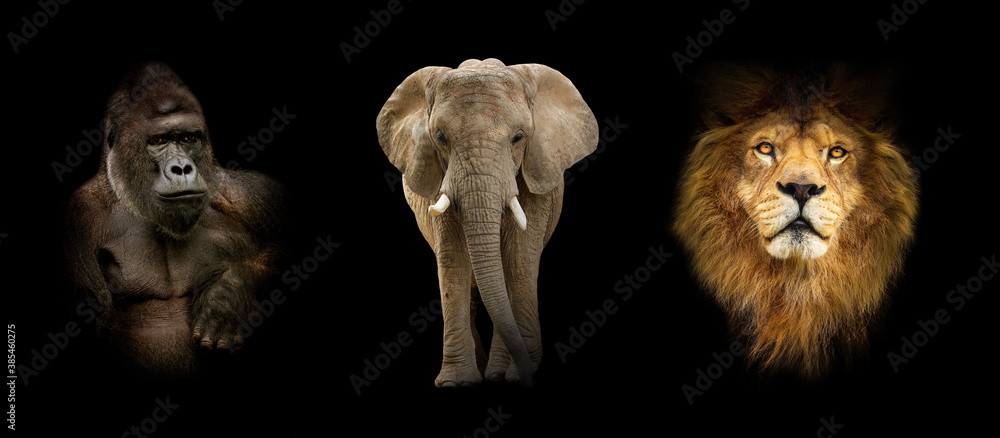 Fototapeta premium Group of animals: elephant, gorilla, lion