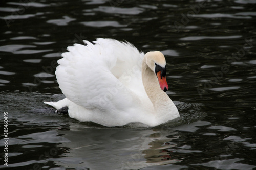 A Mute Swan on the water