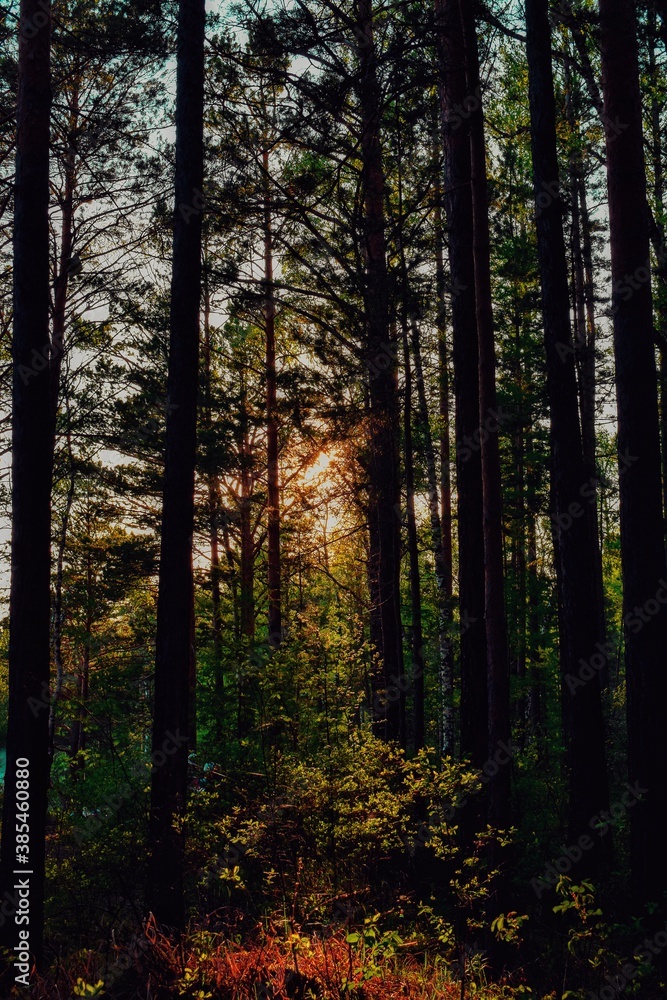 Obraz premium forest in autumn