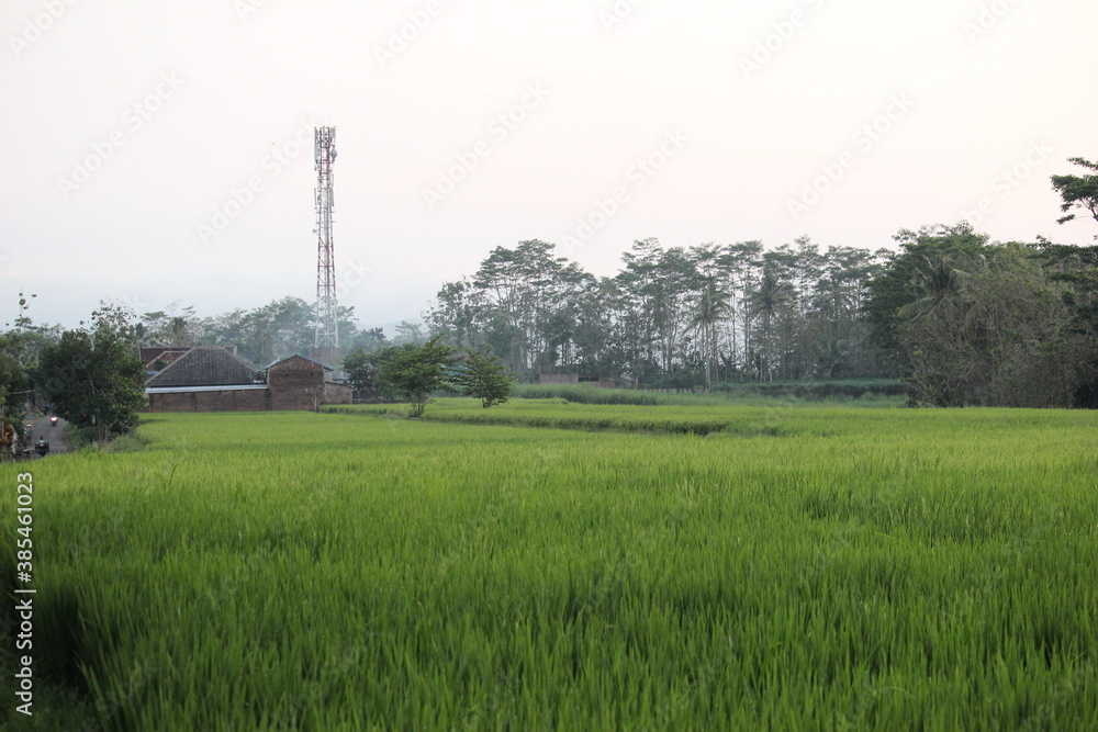 rice fields on the edge of the countryside