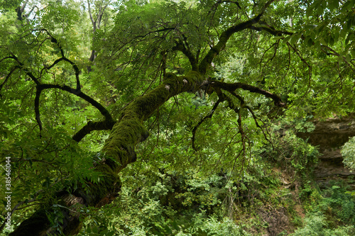 mossy tree in mountain rainforest photo