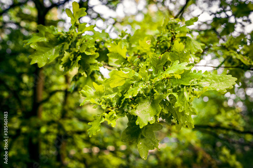 Lush green oak leaves on the branches.