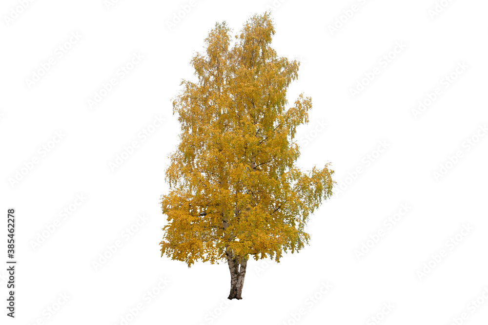 Fototapeta premium autumn tree isolated on white