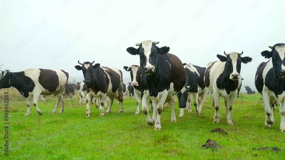 A herd of cows on a meadow in a field looking at the camera. Black and white cows walk on the grass. Concept: agriculture, farming, natural organic milk production in natural conditions. A herd of cows on a meadow in a field looking at the camera. Black and white cows walk on the grass. Concept: agriculture, farming, natural organic milk production in natural conditions.