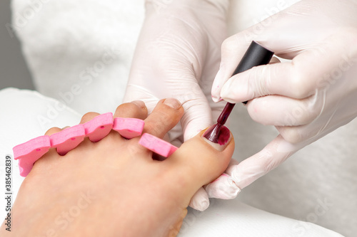 Manicure master is painting on female toenails with maroon nail polish by brush wearing white gloves