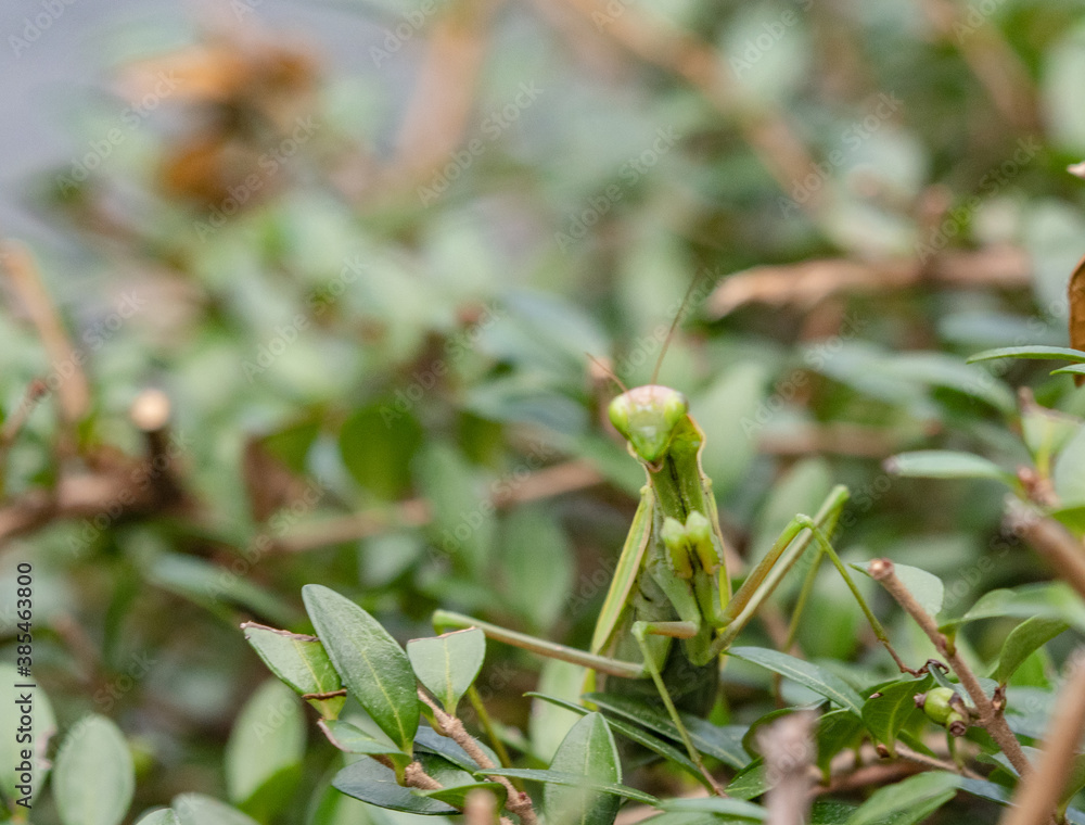 closeup of an adult specimen of praying mantis camouflaged among the leaves of a hedge closeup of an adult specimen of praying mantis camouflaged among the leaves of a hedge