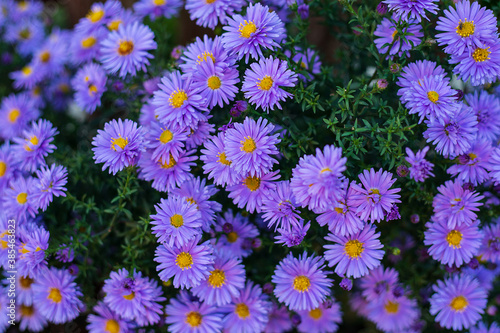Small garden violet Astra flowers. Group of Alpine asters Aster Alpinus. Close-up photo. Full frame. Background photo
