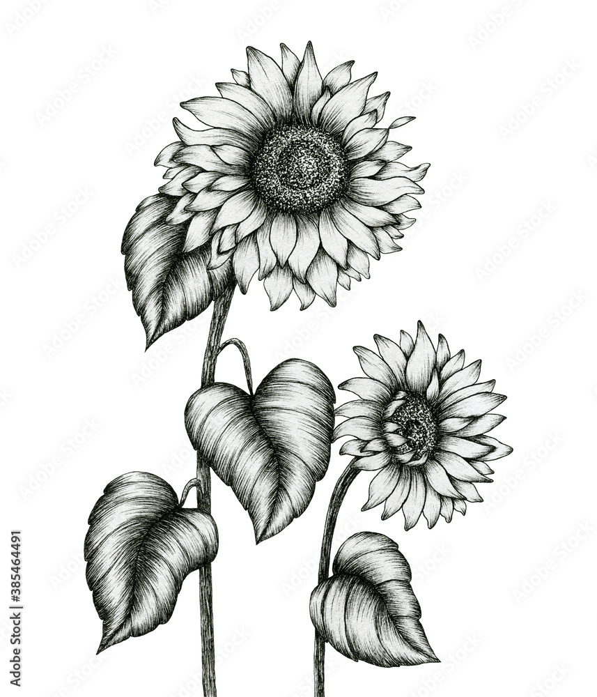 sunflower hand drawn illustration isolated on white, black and white ...