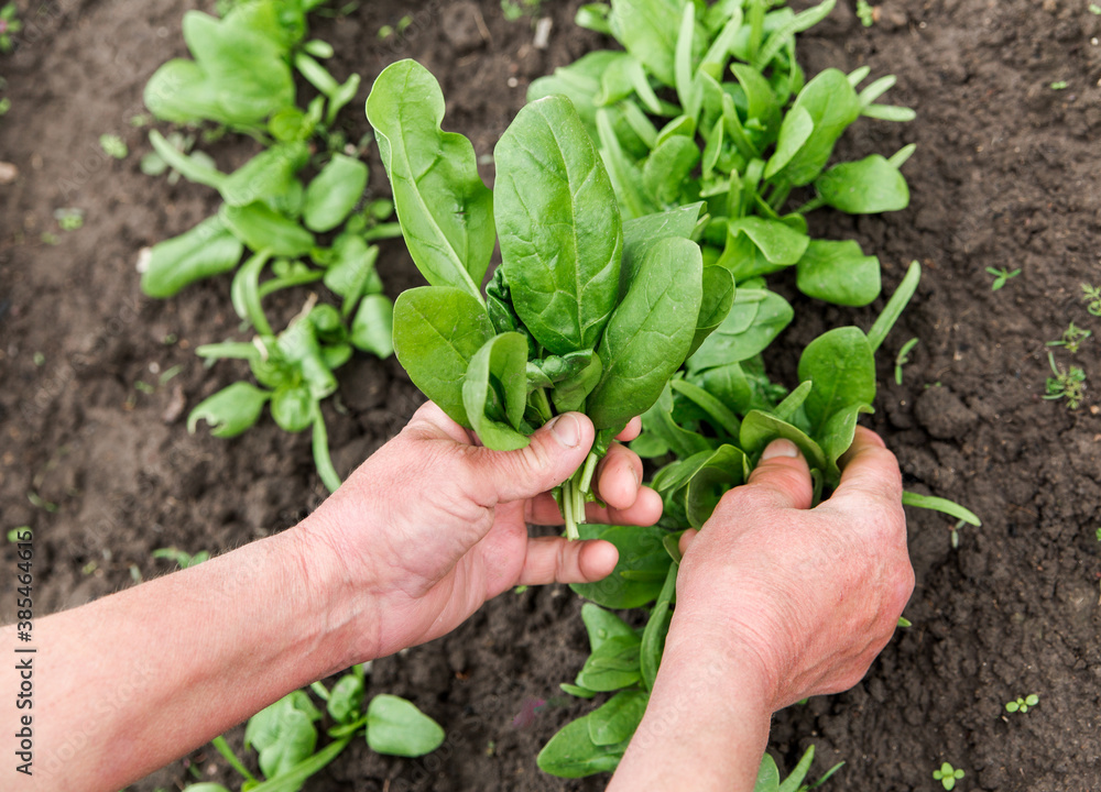 fresh green spinach from a garden bed in women hands. farming and growing vegetables concept