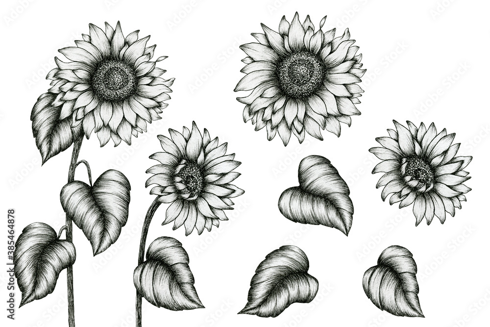 sunflower hand drawn ink art set isolated on white, black and white