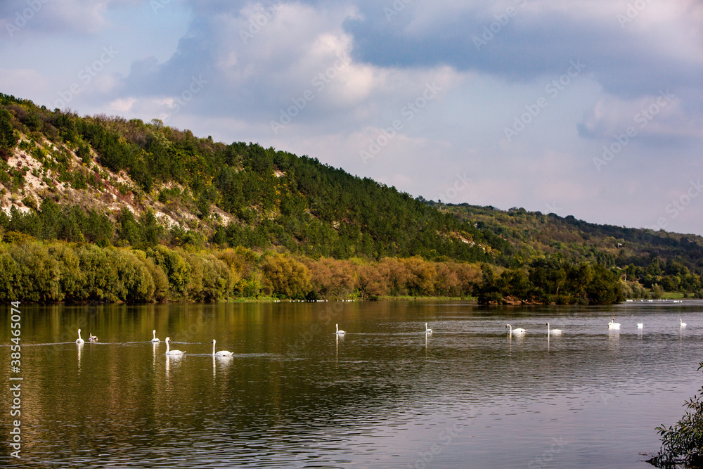 Very beautiful  white swans floating in lake , peaceful moment. Wild nature with birds.