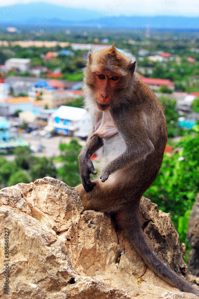 Fototapeta premium portrait of monkey sitting on a rock