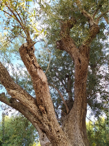 tree in the turia park of valencia