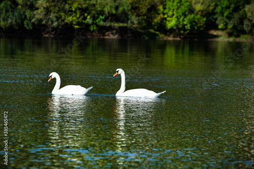 Very beautiful  white swans floating in lake   peaceful moment. Wild nature with birds.