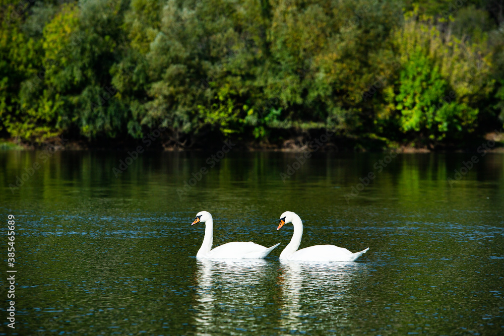 Very beautiful white swans floating in lake , peaceful moment. Wild nature with birds. Very beautiful white swans floating in lake , peaceful moment. Wild nature with birds.