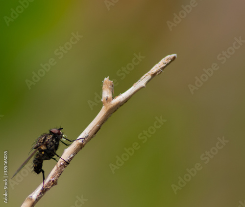 Una mosca caminando sobre la rama