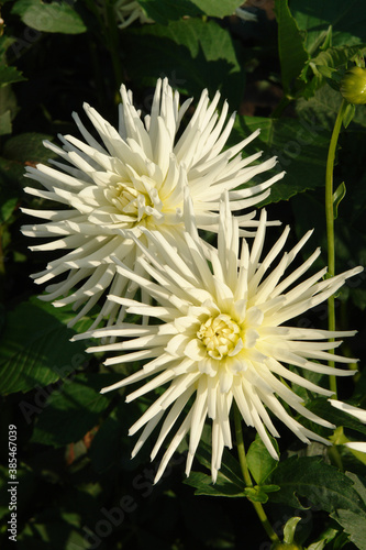 A close-up of white and very spiky dahlia flowers of the 'Playa Blanca' variety in the garden on a sunny morning