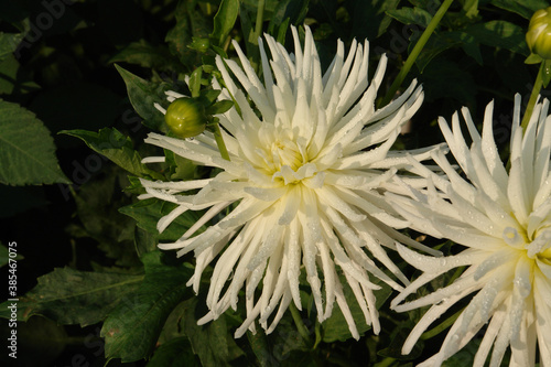 A close-up of white and very spiky dahlia flower of the 'Playa Blanca' variety in the garden
