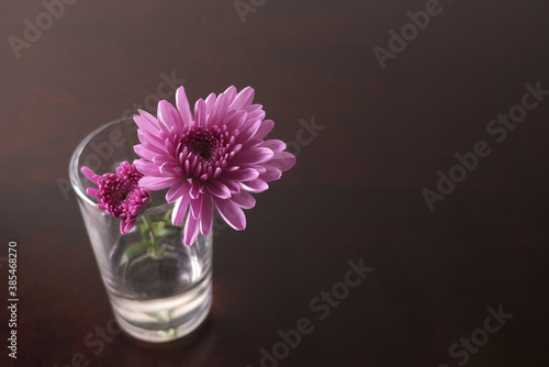 Wallpaper Mural テーブルの上のガラスのコップに挿したピンクの菊の花 Torontodigital.ca