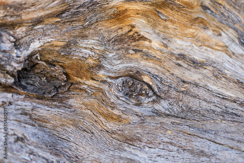 Close-up Abstract Wooden Texture Natural Beautiful Rough Pattern – Background, Copy Space, Banner. Old Tree Without Bark. Dry Wood.