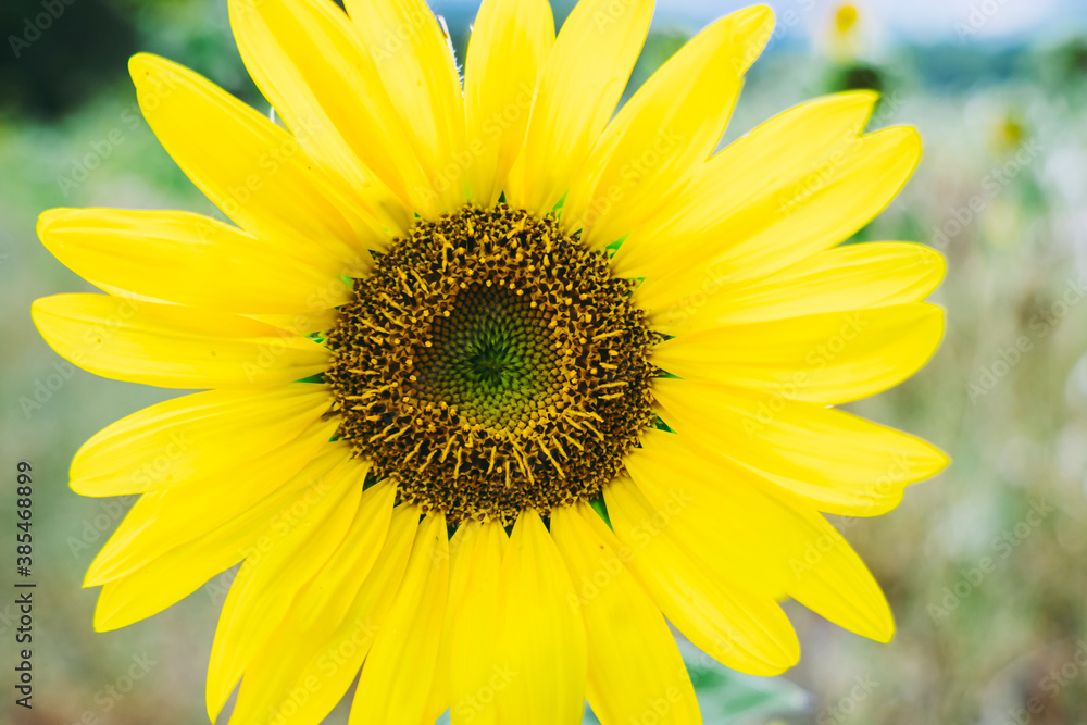 Obraz premium Close up sur un magnifique tournesol ouvert