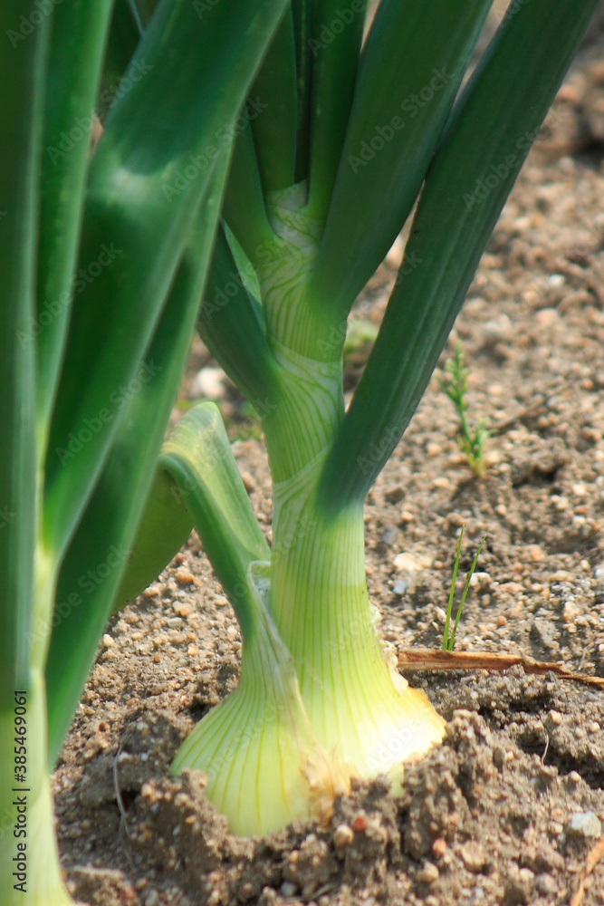 Obraz premium タマネギを植えた田んぼ