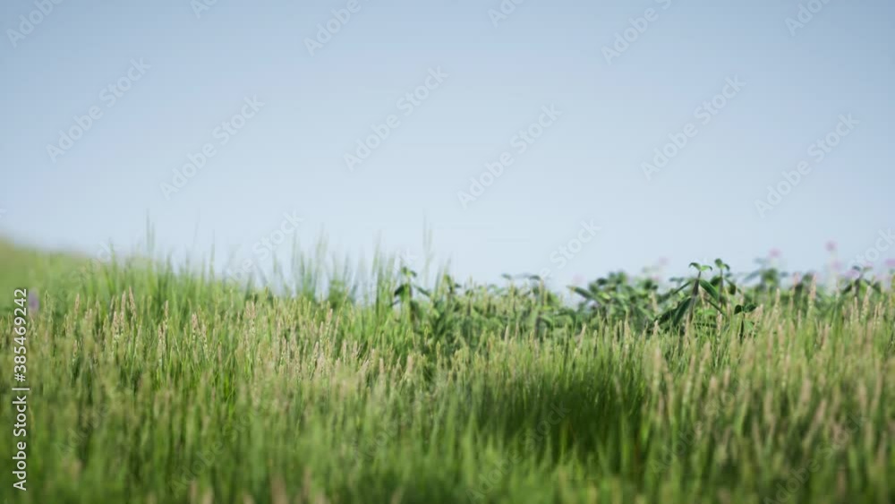 Field of green fresh grass under blue sky Field of green fresh grass under blue sky