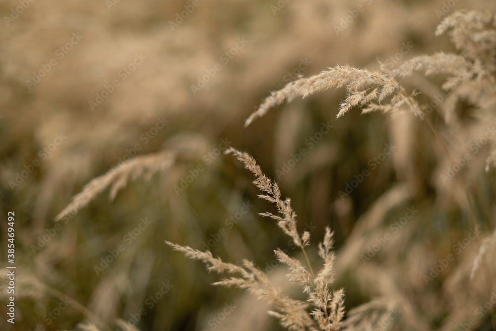 Fototapeta premium dry fluffy blade of grass in the field in autumn at sunlight yellow background
