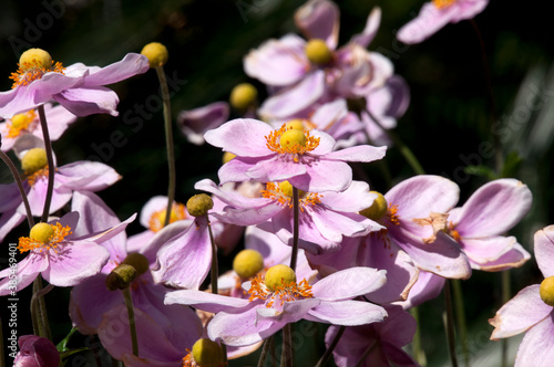 Sydney Australia, pink flowers of Anemone Hupehensis or Japanese Anemone bush