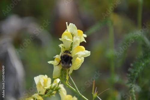 bee on a flower