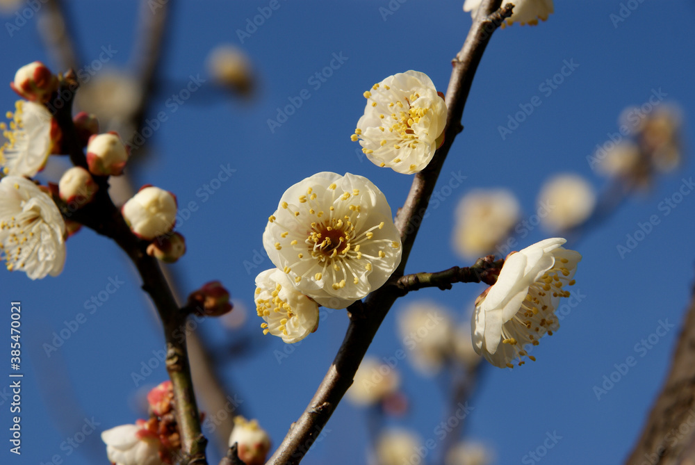 White flower of the Japanese Apricot Tree White flower of the Japanese Apricot Tree