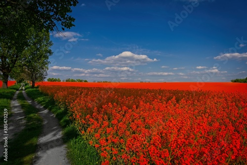 Red canola