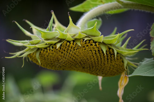 Erntezeit Sonnenblumen