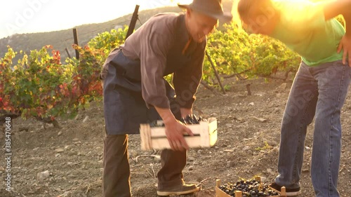 A man father is a middle-aged farmer with his sons working in the field. Two generations. Picking Grapes by Hand, Harvest season. Small family agricultural business