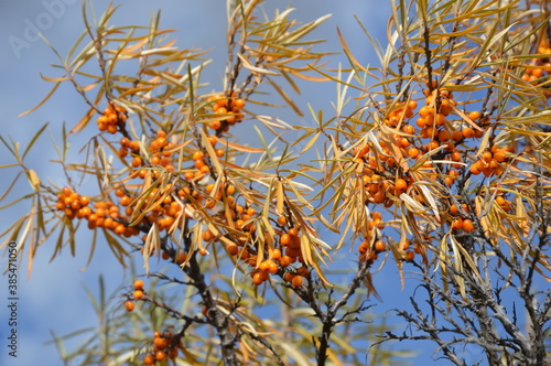 autumn leaves against blue sky
