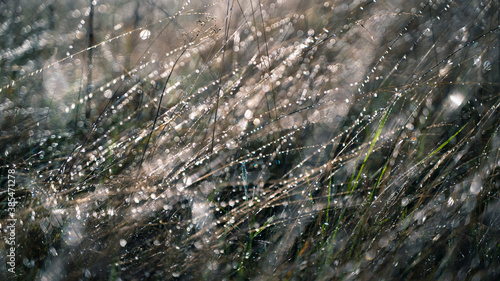 Dry autumn grass with dew drops in the morning