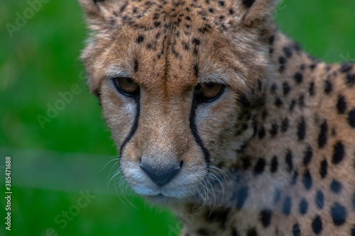 Portrait eines traurigen Gepard