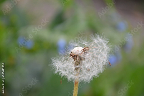 dandelion