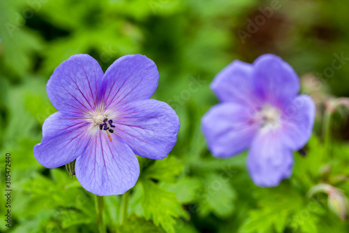 Geranium himalayense 'Irish Blue' a springtime summer flower which is a spring herbaceous perennial plant commonly known as cranesbill