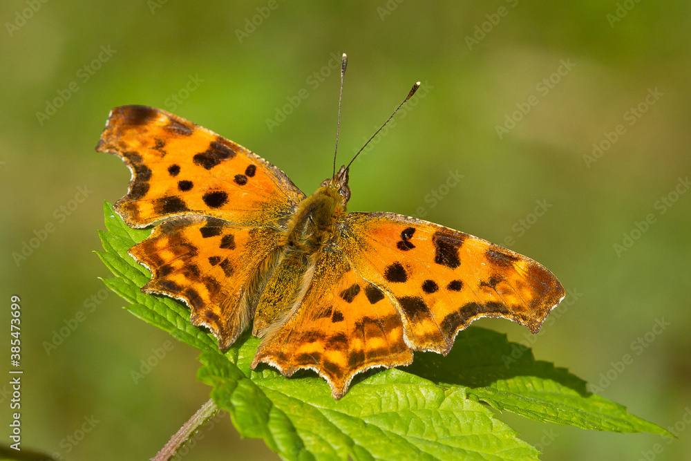 C-blanca (Polygonia c-album), mariposa de color naranjo sobre la hoja con fondo verde. C-blanca (Polygonia c-album), mariposa de color naranjo sobre la hoja con fondo verde.