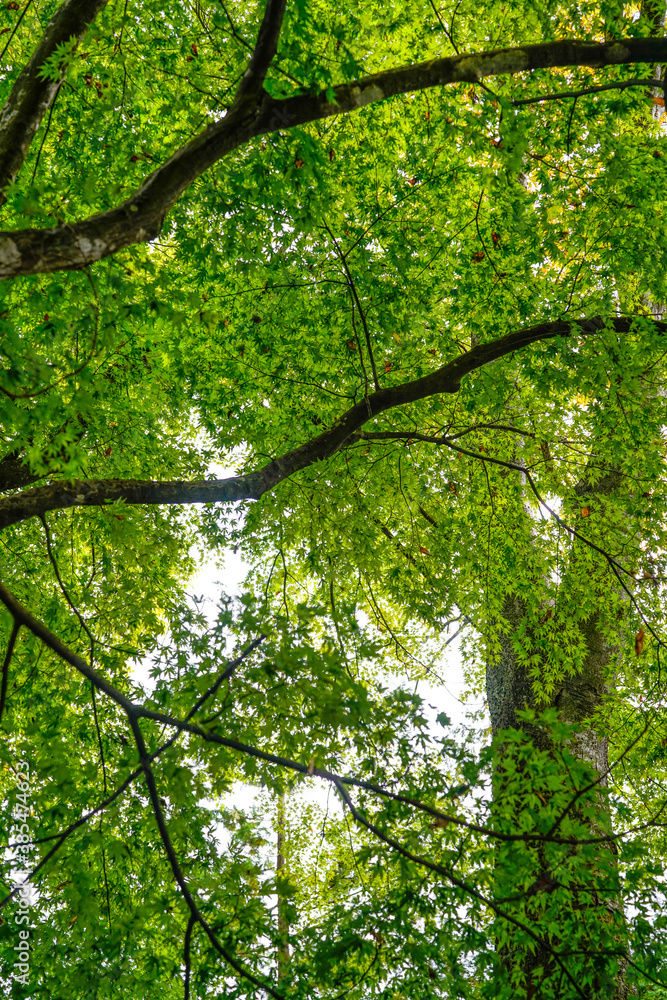 Naklejka premium Kakunodate in Akita, 2020.