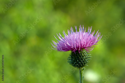 Milk Thistle flower on a green backdrop. Beautiful as a background.