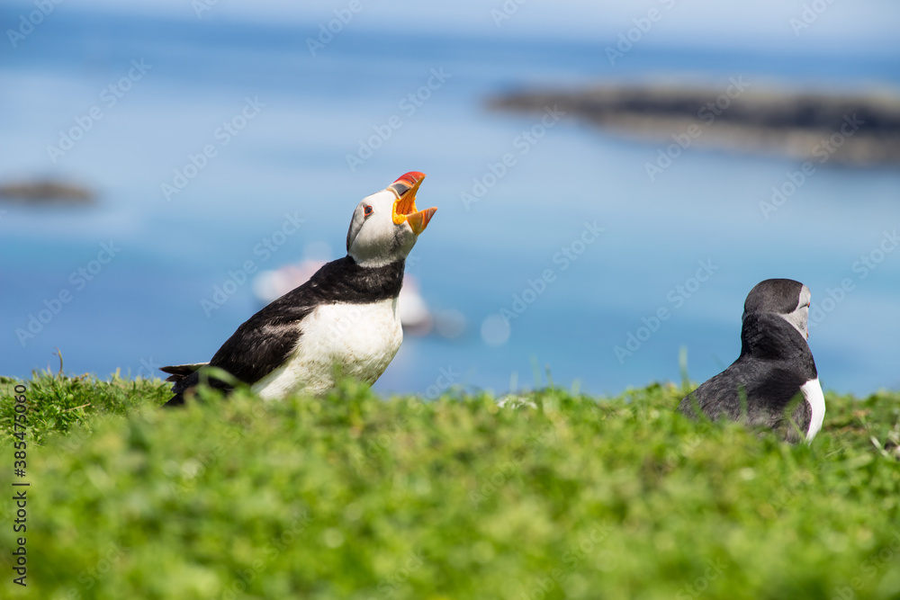 Atlantic puffins, the common puffin, seabird in the auk family, on the Treshnish Isles in Scotland UK Atlantic puffins, the common puffin, seabird in the auk family, on the Treshnish Isles in Scotland UK