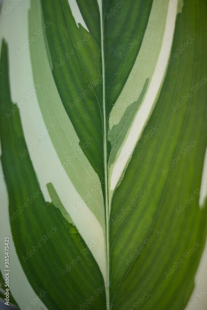 Fototapeta premium Surface of white and green leaf in closeup vertically