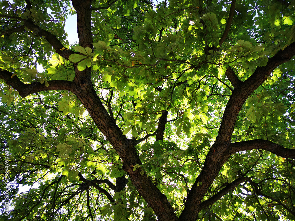 Fototapeta premium old chestnut tree texture
