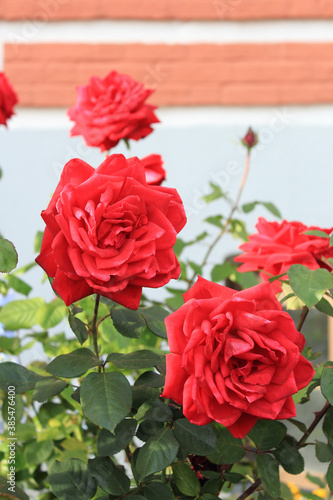 Blooming red rose bush against a stone wall.