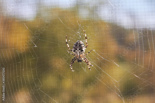 A crusader spider on its web.