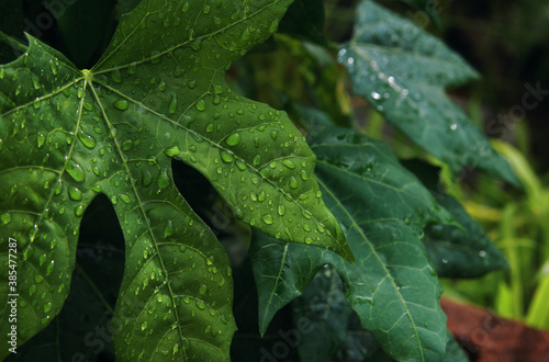 The raindrops on the chaya leaves