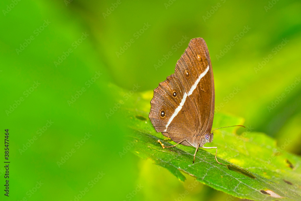 Butterfly, Riverine Forest, Royal Bardia National Park, Bardiya National Park, Nepal, Asia Butterfly, Riverine Forest, Royal Bardia National Park, Bardiya National Park, Nepal, Asia