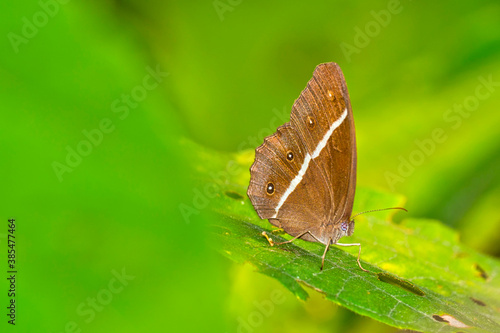 Butterfly, Riverine Forest, Royal Bardia National Park, Bardiya National Park, Nepal, Asia